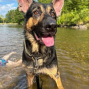 Zeus joined the competition — help win amazing prizes! dog, german_shepherd, water, river, outdoor, nature, tongue_out, ears_up, sunny, happy, pet, canine, animal, summer, trees, sky, clouds, collar, leash, shallow_water