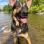 dog, german_shepherd, water, river, outdoor, nature, tongue_out, ears_up, sunny, happy, pet, canine, animal, summer, trees, sky, clouds, collar, leash, shallow_water