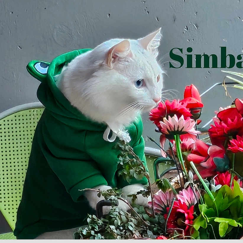 Simba