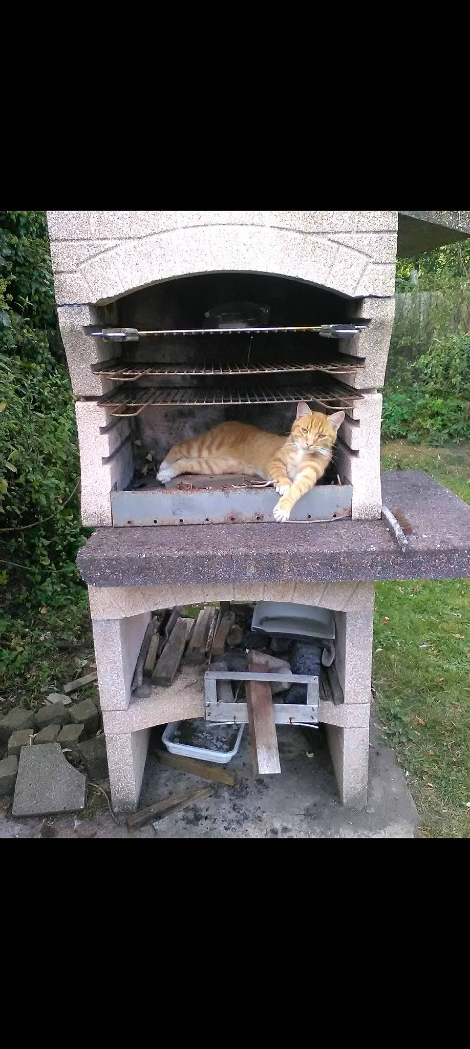 Poussy participe au concours pour gagner de l'argent avec cette photo : carnivore, cat, cat_supply, cooking, felidae, gas, grass, outdoor_bench, outdoor_furniture, outdoor_table, pet_supply, plant, rectangle, shade, sitting, small_to_medium_sized_cats, table, tail, wildlife, wood