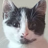 adorable, animal, black_and_white, cat, close_up, curious, cute, domestic_cat, ears, face, feline, fur, indoor, kitten, paw, pet, pink_nose, portrait, whiskers, young