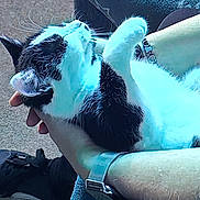 Sally participe au concours pour gagner de l'argent avec cette photo : cat, black_and_white_cat, pet, animal, indoor, human_hand, wristwatch, bracelet, comfort, relaxation, feline, fur, close_up, resting, cozy, domestic_animal, carpet, clothing, blue_light, casual