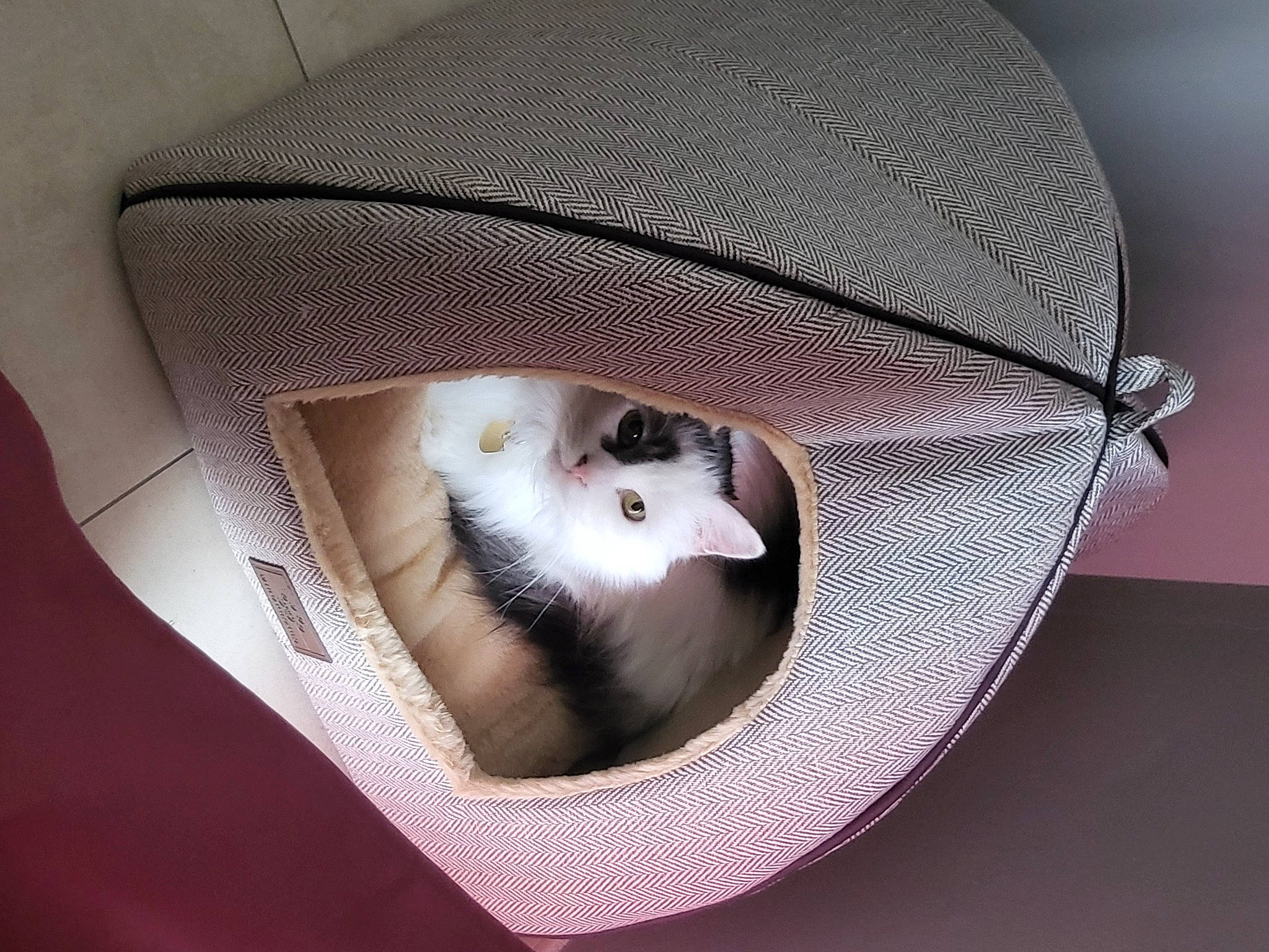 Artémis participe au concours pour gagner de l'argent avec cette photo : bag, basket, carnivore, cat, cat_bed, comfort, eye, eyewear, fashion_accessory, fawn, felidae, fur, hair, hat, head, luggage_and_bags, small_to_medium_sized_cats, snout, sunglasses, whiskers