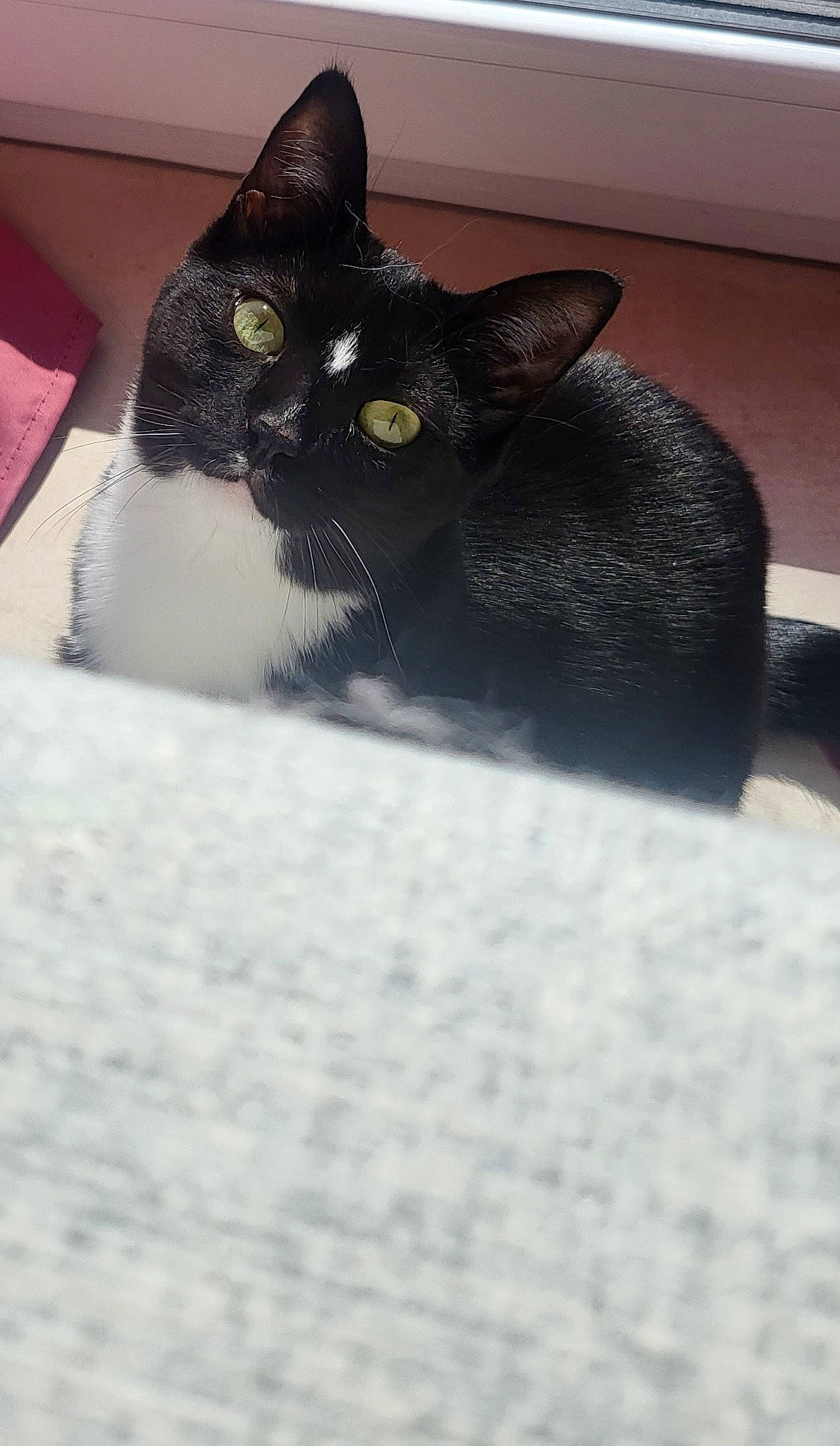 Luna participe au concours pour gagner de l&#x27;argent avec cette photo : black_cat, bombay, carnivore, cat, domestic_short_haired_cat, felidae, fur, grey, paw, small_to_medium_sized_cats, tail, whiskers