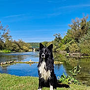 Thor a rejoint le concours — aidez-le/la à gagner de superbes lots ! dog, grass, river, water, blue_sky, outdoor, nature, animal, wet, black_and_white, canine, tree, shrub, sunlight, daytime, park, bridge, reflection, pet, landscape