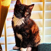 Luna joined the competition — help win amazing prizes! black_and_white, cat, closeup, curious, cushion, cute, domestic_animal, feline, furry, indoor, kitten, pet, relaxed, shadow, sitting, soft_fur, sunlight, whiskers, window_blinds, young_animal