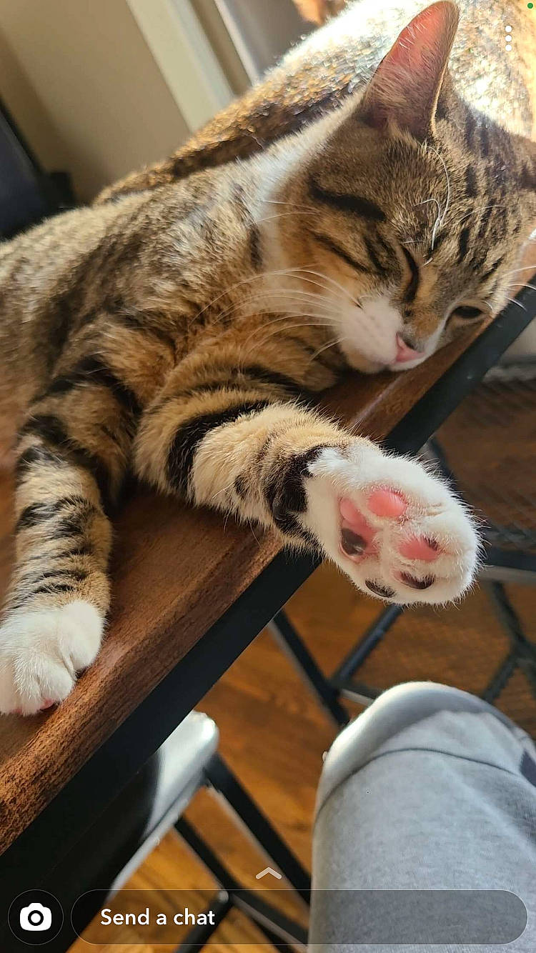 Bryant is registered to the contest to win money with this photo: carnivore, cat, claw, comfort, domestic_short_haired_cat, felidae, fur, mammal, paw, small_to_medium_sized_cats, snout, terrestrial_animal, vertebrate, whiskers, wood