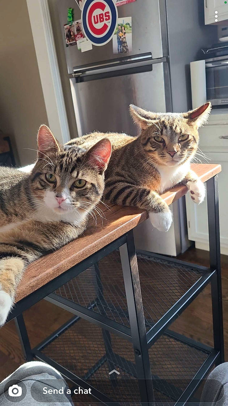 Bryant is registered to the contest to win money with this photo: carnivore, cat, cat_supply, comfort, domestic_short_haired_cat, door, felidae, fur, room, sitting, small_to_medium_sized_cats, tail, whiskers, wood