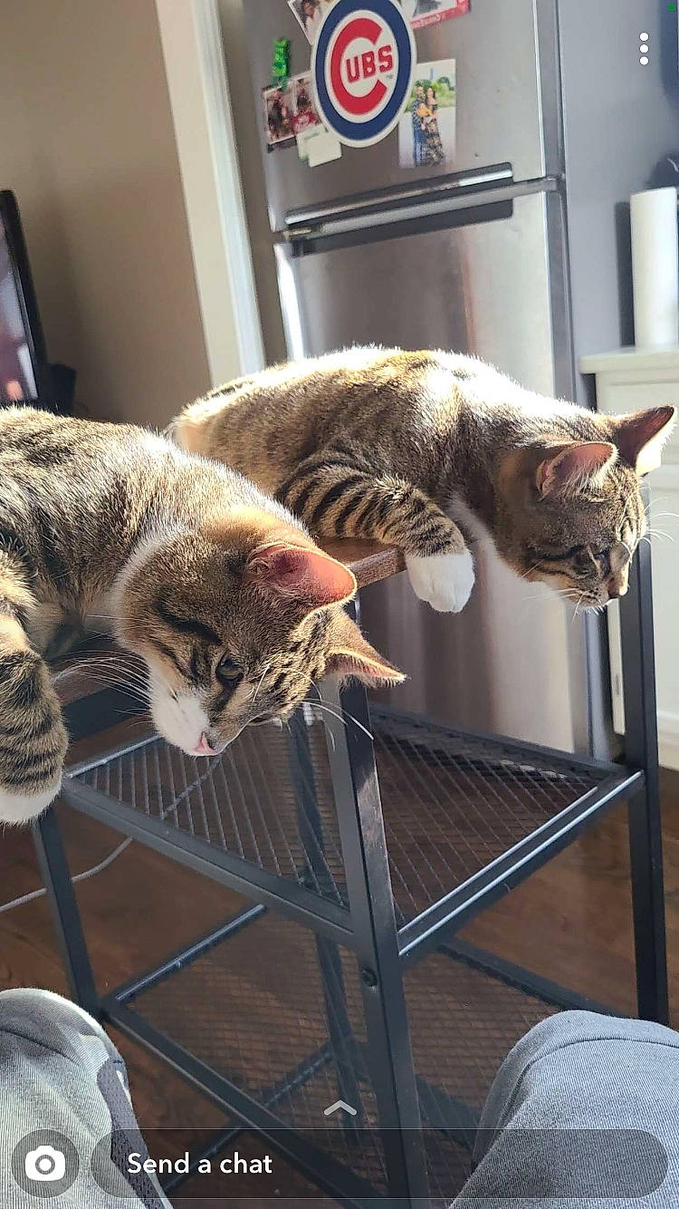 Bryant is registered to the contest to win money with this photo: carnivore, cat, cat_supply, claw, comfort, domestic_short_haired_cat, felidae, fur, mammal, metal, room, small_to_medium_sized_cats, tail, vertebrate, whiskers