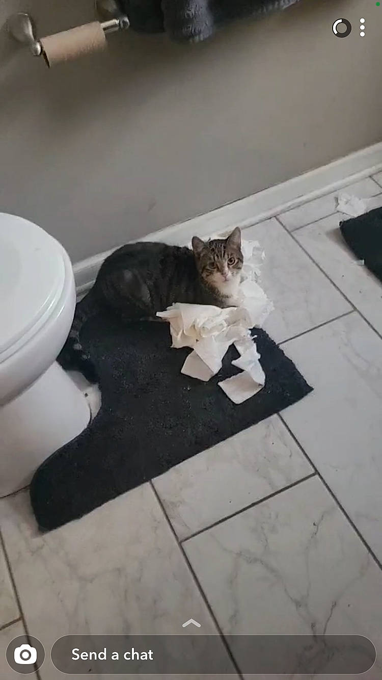 Bryant joined the competition — help win amazing prizes! bathroom, carnivore, cat, domestic_short_haired_cat, felidae, floor, flooring, fur, grey, hardwood, monochrome_photography, plumbing, plumbing_fixture, road_surface, small_to_medium_sized_cats, tail, toilet, toilet_seat, whiskers, wood