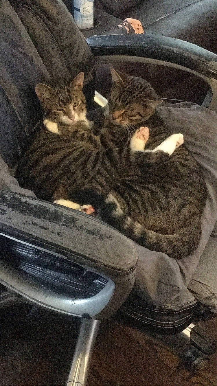 Baez is registered to the contest to win money with this photo: automotive_lighting, automotive_tire, bumper, carnivore, cat, comfort, domestic_short_haired_cat, felidae, fender, fur, hood, metal, motor_vehicle, rim, small_to_medium_sized_cats, tail, vehicle_door, vertebrate, whiskers, windshield