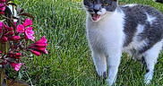 Antares joined the competition — help win amazing prizes! cat, gray_and_white, grass, flower_bush, pink_flowers, outdoor, nature, pet, animal, meowing, greenery, sunlight, feline, plant, leaf, garden, summer, cute, mammal, whiskers