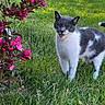 cat, gray_and_white, grass, flower_bush, pink_flowers, outdoor, nature, pet, animal, meowing, greenery, sunlight, feline, plant, leaf, garden, summer, cute, mammal, whiskers