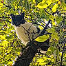 cat, tree, branch, leaves, greenery, outdoor, animal, pet, nature, sunlight, daylight, black_and_white_cat, curious, feline, wildlife, close_up, mammal, climbing, looking_down, flora