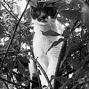 Antares joined the competition — help win amazing prizes! cat, animal, black_and_white, foliage, leaves, tree, nature, outdoor, pet, whiskers, portrait, close_up, curious, mammal, branch, wild, eyes, face, climbing, stealth