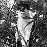 cat, animal, black_and_white, foliage, leaves, tree, nature, outdoor, pet, whiskers, portrait, close_up, curious, mammal, branch, wild, eyes, face, climbing, stealth