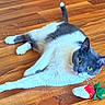 cat, animal, pet, indoor, wooden_floor, toy, strawberry_toy, gray_and_white, relaxed, lying_down, green_eyes, fur, whiskers, cute, domestic_cat, playful, flooring, household, mammal, companion