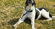 Bane is registered to the contest to win money with this photo: dog, grass, stick, outdoor, pet, animal, collar, black_and_white, playful, sunlight, canine, leisure, nature, tongue, chewing, happy, summer, resting, yard, domestic