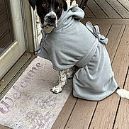 Bane is registered to the contest to win money with this photo: dog, black_and_white, robe, clothing, pet, wooden_deck, door, welcome_mat, animal, sitting, portrait, outdoor, fur, canine, expression, paws, tie, fabric, relaxed, domestic