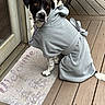 dog, black_and_white, robe, clothing, pet, wooden_deck, door, welcome_mat, animal, sitting, portrait, outdoor, fur, canine, expression, paws, tie, fabric, relaxed, domestic