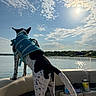 dog, life_jacket, boat, water, lake, sky, clouds, sun, outdoor, animal, pet, summer, daytime, nature, adventure, back_view, reflection, leisure, vacation, canine