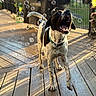 Bane is registered to the contest to win money with this photo: dog, black_and_white, bubbles, wooden_deck, sunlight, playful, outdoor, pet, canine, happy, jumping, mouth_open, collar, fence, shadow, sunset_light, water, wet_deck, daytime, nature