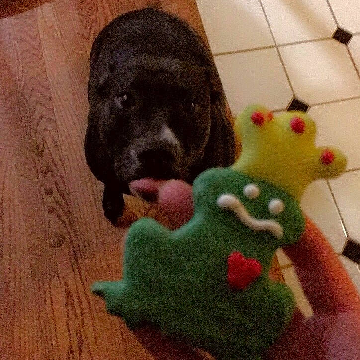 Zoey joined the competition — help win amazing prizes! canidae, carnivore, companion_dog, dog, dog_breed, dog_toy, green, labrador_retriever, puppy, puppy_love, sporting_group