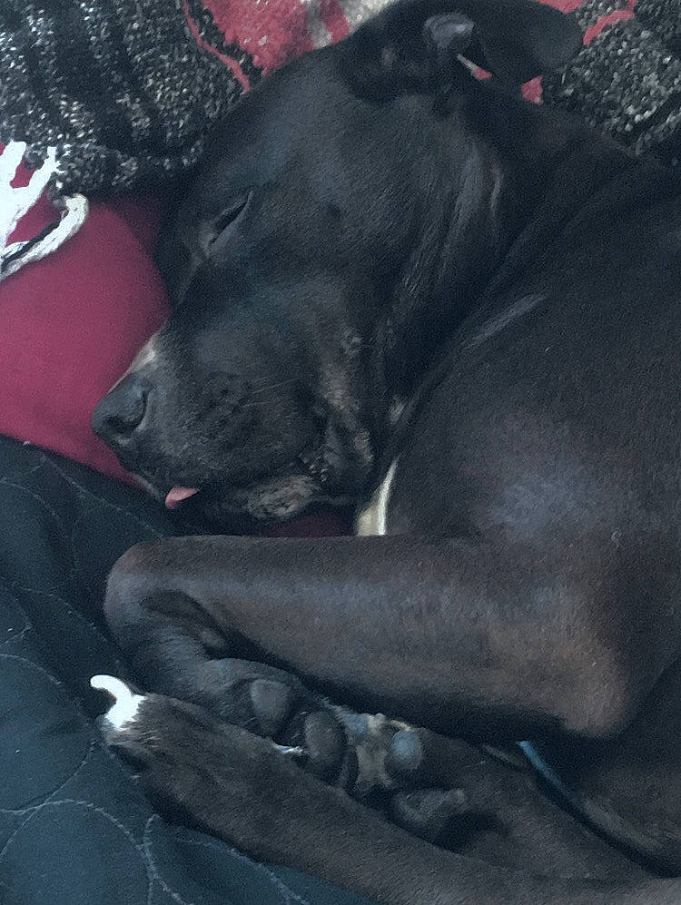 Zoey is registered to the contest to win money with this photo: black, canidae, carnivore, dog, dog_breed, labrador_retriever, snout, sporting_group