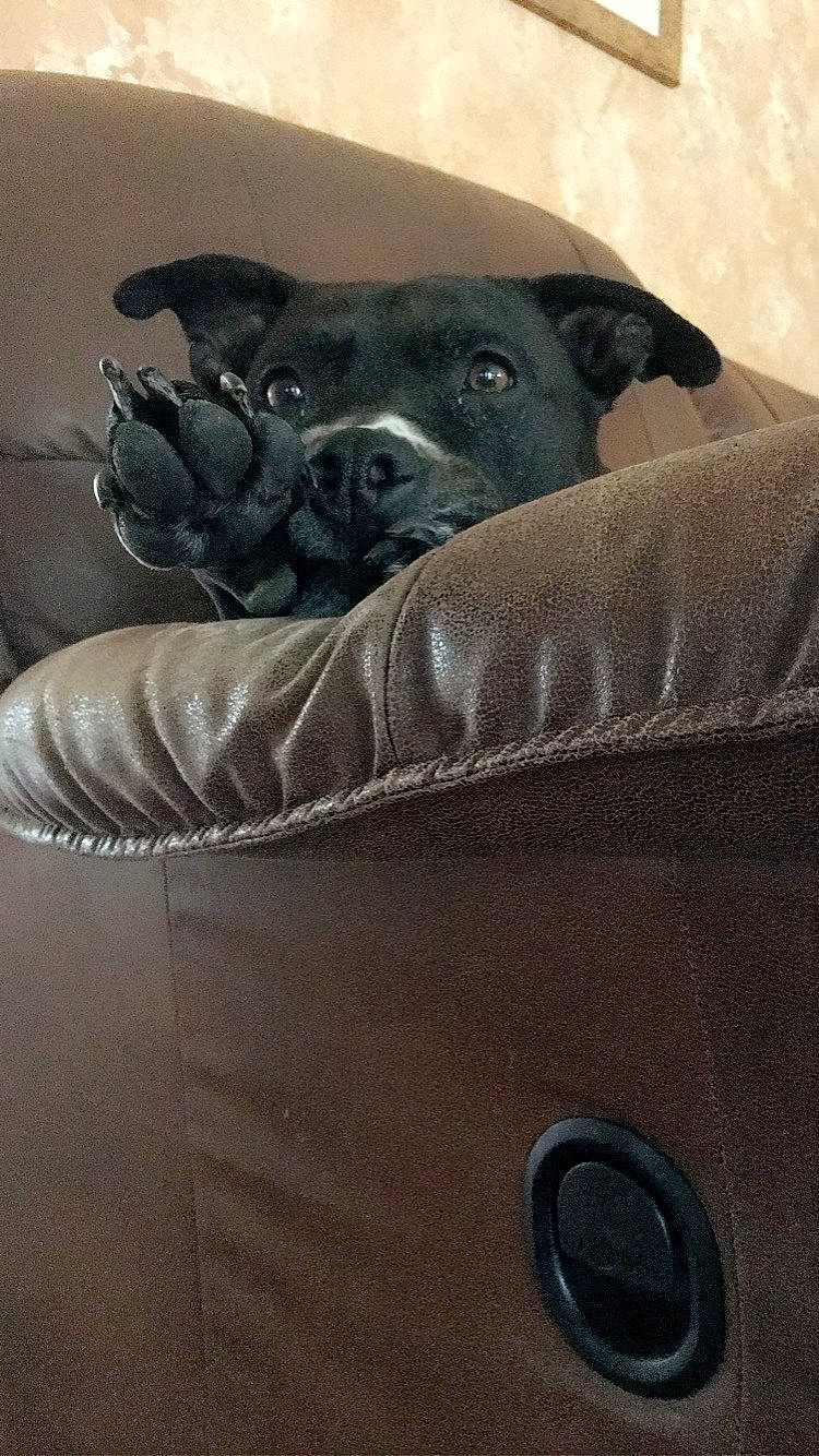 Zoey is registered to the contest to win money with this photo: canidae, carnivore, companion_dog, dog, dog_breed, fawn, furniture, non_sporting_group, snout, sporting_group, staffordshire_bull_terrier