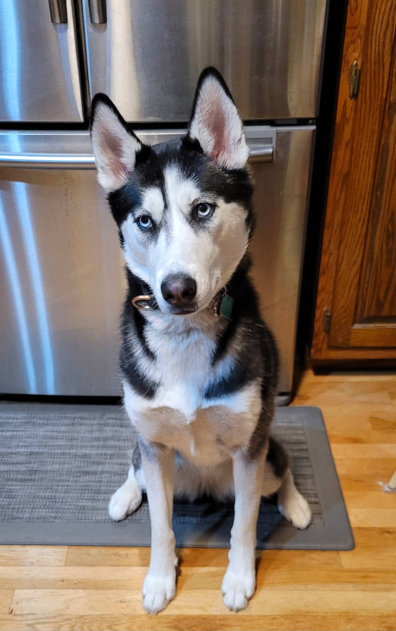 Kaia is registered to the contest to win money with this photo: canis, carnivore, companion_dog, dog, dog_breed, door, flooring, fur, hardwood, herding_dog, plank, siberian_husky, sled_dog, sporting_group, tail, varnish, whiskers, wood, wood_stain, working_animal