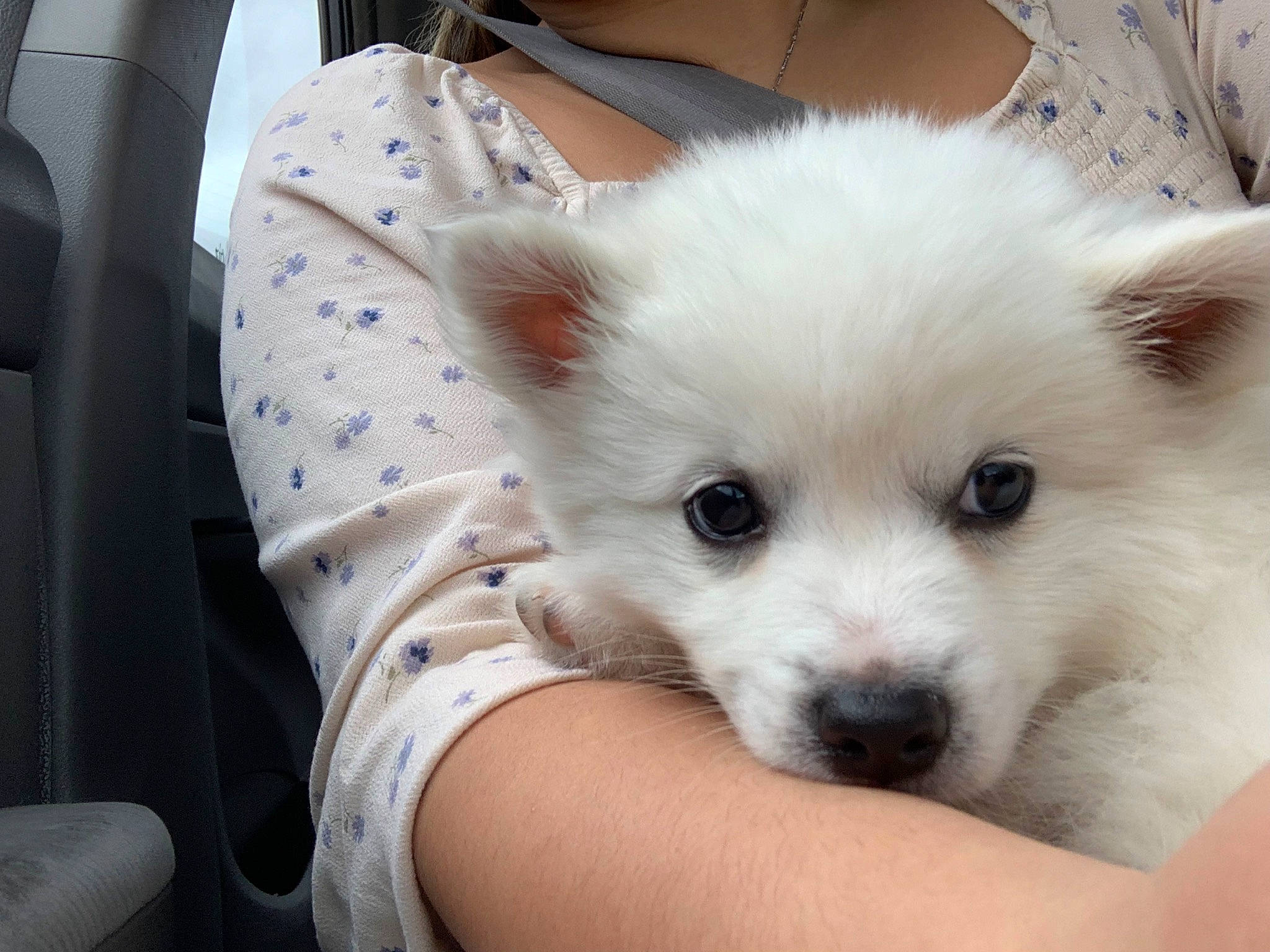 Nimbus is registered to the contest to win money with this photo: canidae, carnivore, companion_dog, dog, dog_breed, fawn, fur, german_spitz, german_spitz_klein, german_spitz_mittel, indian_spitz, japanese_spitz, samoyed, snout, spitz, sporting_group, toy_dog, volpino_italiano, whiskers, working_animal