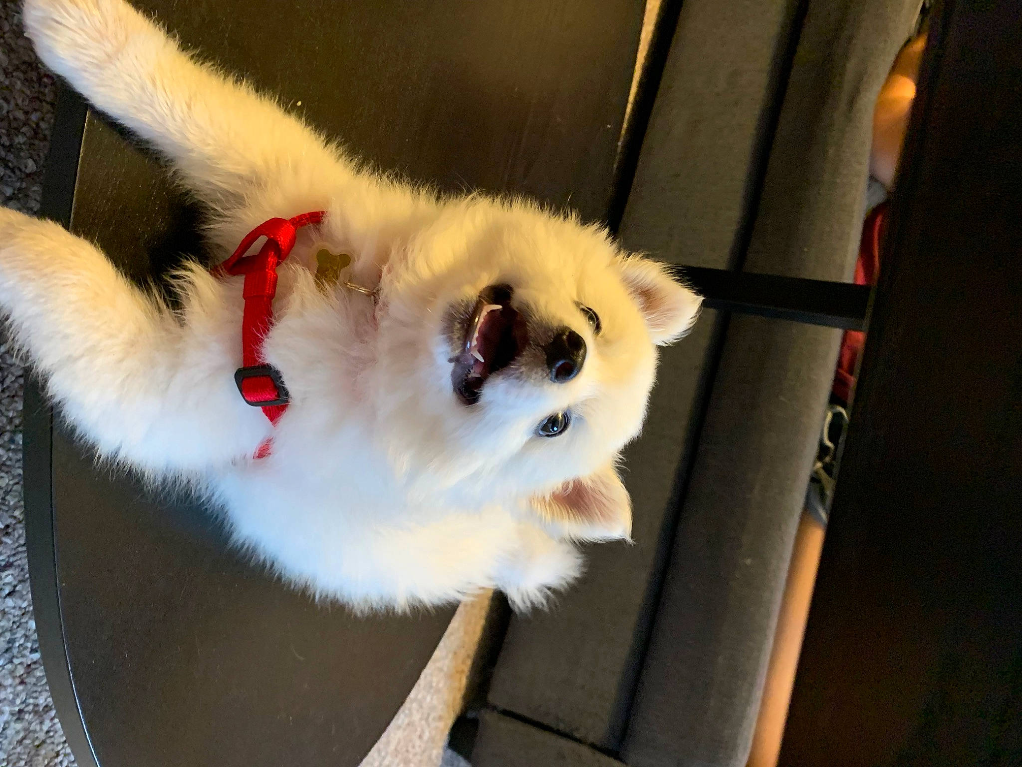 Nimbus is registered to the contest to win money with this photo: canidae, carnivore, collar, companion_dog, dog, dog_breed, fawn, felidae, fur, german_spitz, german_spitz_klein, german_spitz_mittel, small_to_medium_sized_cats, snout, spitz, sporting_group, tail, toy_dog, volpino_italiano, whiskers