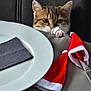 Jana a rejoint le concours — aidez-le/la à gagner de superbes lots ! animal, cat, celebration, christmas, cloth, curious, cutlery, dining, festive, fork, holiday, indoor, knife, napkin, peeking, pet, plate, santa_hat, tabby, table