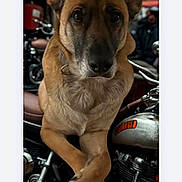 Honey joined the competition — help win amazing prizes! animal, brown_fur, canine, closeup, crossed_paws, dog, ears, engine, handlebars, leisure, metal, motorcycle, outdoor, paws, pet, portrait, relaxed, seat, transport, vehicle