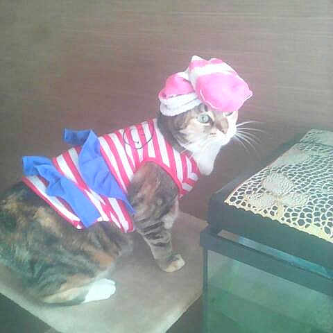 Chat