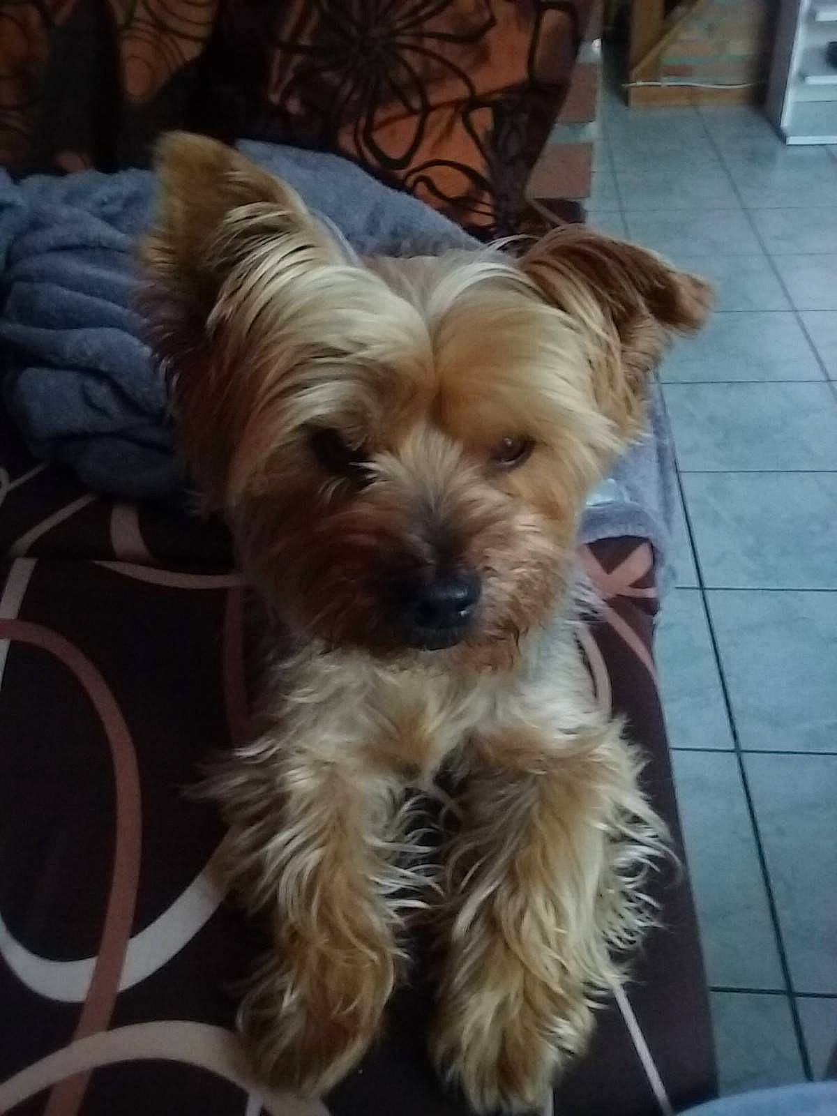 Snoopy participe au concours pour gagner de l'argent avec cette photo : australian_silky_terrier, australian_terrier, cairn_terrier, canidae, carnivore, companion_dog, dog, dog_breed, glen_of_imaal_terrier, mammal, morkie, norfolk_terrier, puppy, rare_breed_dog, small_terrier, sporting_lucas_terrier, terrier, toy_dog, vertebrate, yorkshire_terrier