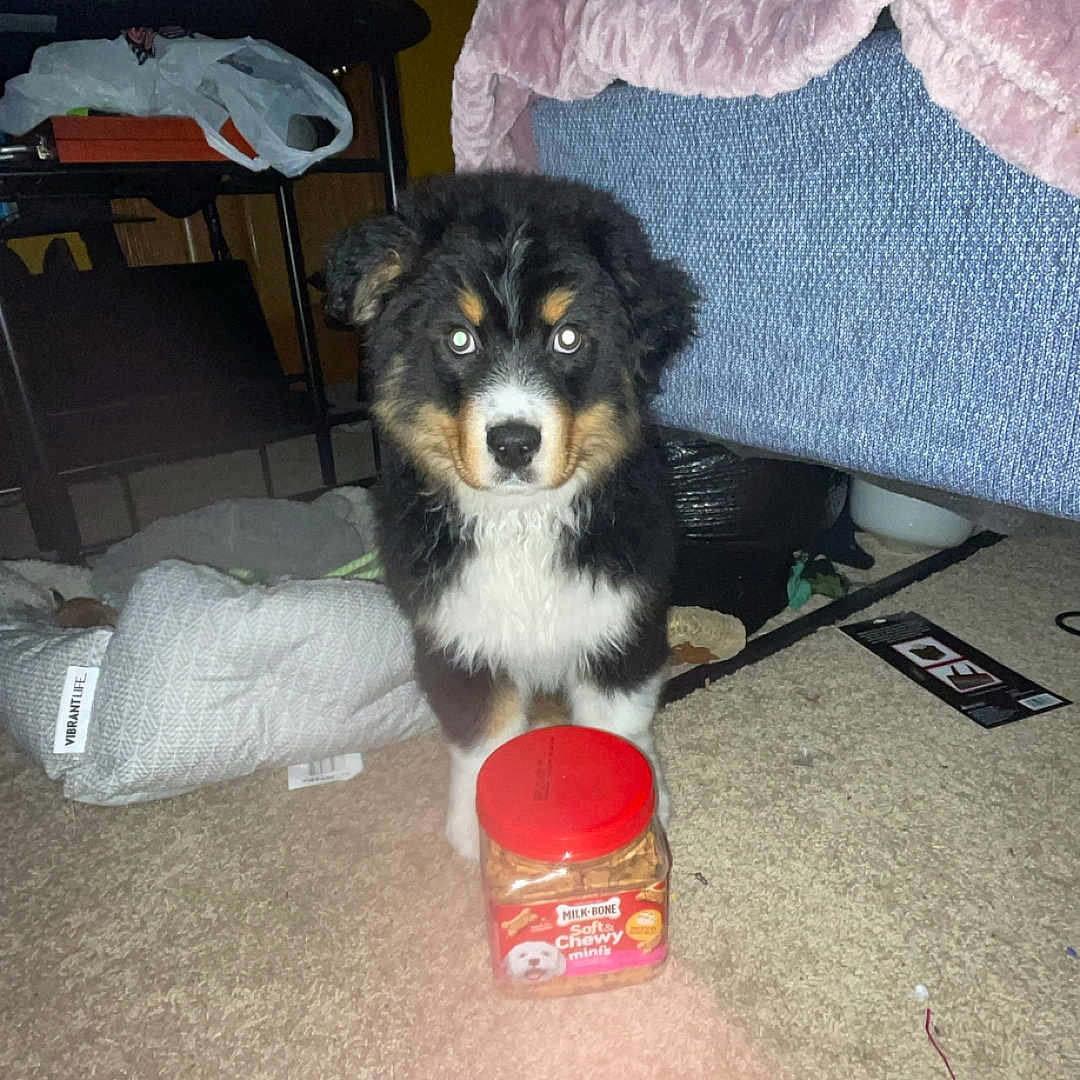 Oogi joined the competition — help win amazing prizes! animal, blanket, carpet, container, cozy, cute, dog, floor, furniture, indoor, living_room, milk_bone, pet, pet_treats, plastic_bag, puppy, soft_chewy_minis, table, television, toy