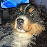 Oogi is registered to the contest to win money with this photo: puppy, dog, pet, fur, indoor, bed, blanket, television, screen, technology, box, tools, closeup, portrait, cute, animal, black_fur, white_fur, brown_fur, flash