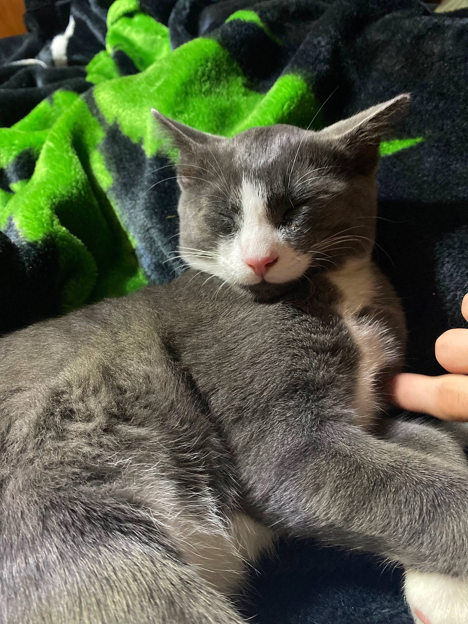 Jesse Pinkman joined the competition — help win amazing prizes! carnivore, cat, claw, comfort, domestic_short_haired_cat, felidae, fur, gesture, grass, grey, nap, paw, photo_caption, sitting, small_to_medium_sized_cats, snout, tail, tree, whiskers