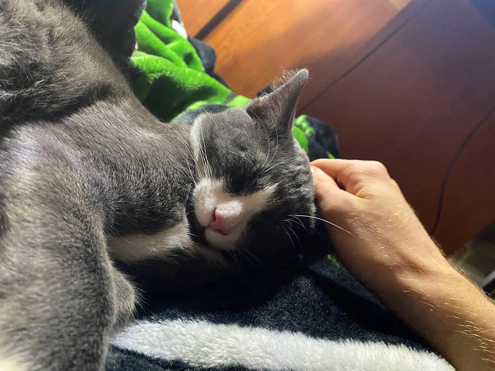 Jesse Pinkman joined the competition — help win amazing prizes! black_cat, carnivore, cat, claw, comfort, domestic_short_haired_cat, felidae, fur, gesture, grey, human_leg, nail, paw, sitting, small_to_medium_sized_cats, snout, tail, terrestrial_animal, whiskers, wrist