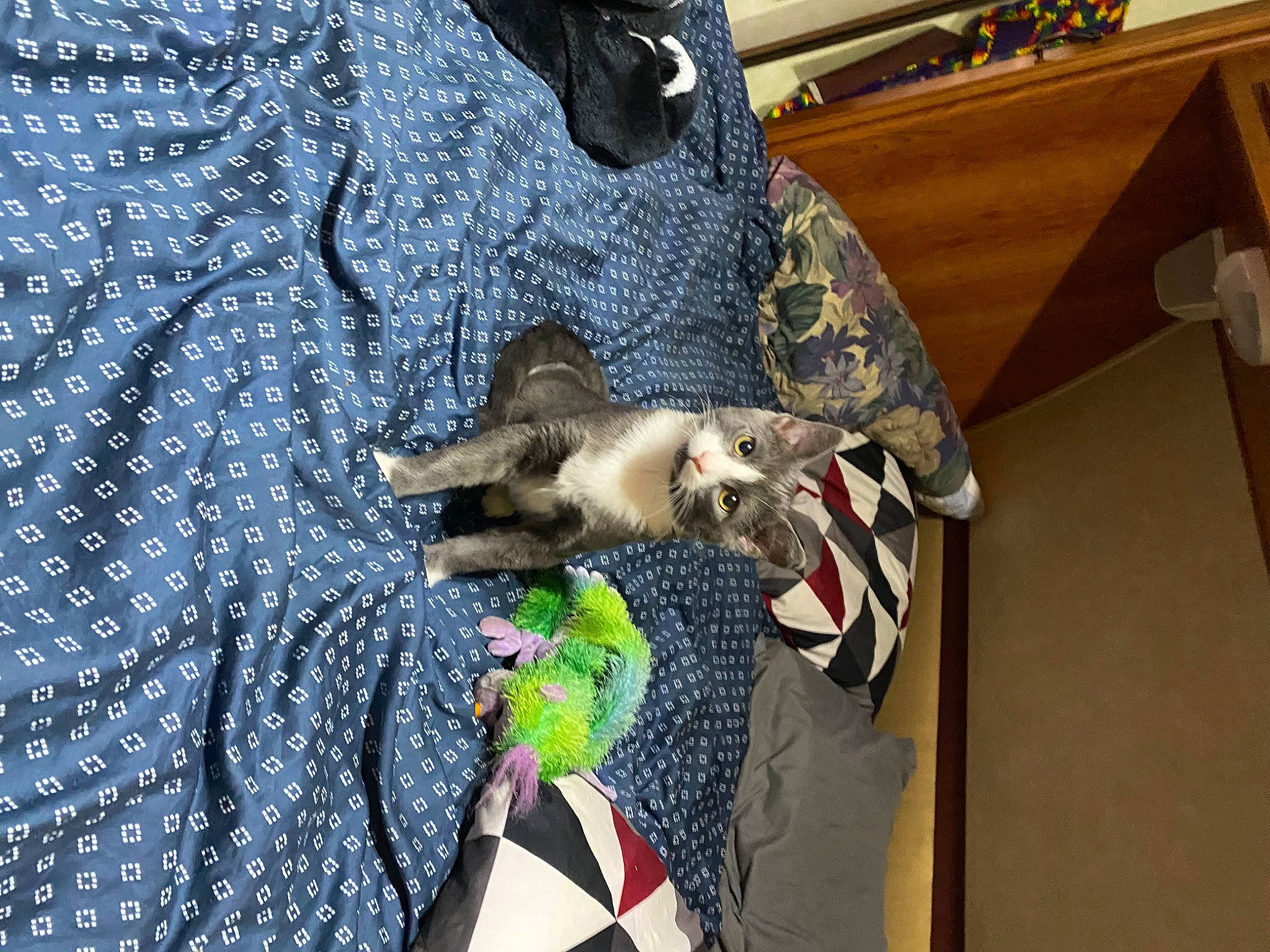 Jesse Pinkman is registered to the contest to win money with this photo: canidae, carnivore, cat, companion_dog, domestic_short_haired_cat, electric_blue, felidae, fur, pattern, sleeve, small_to_medium_sized_cats, tail, whiskers, wildlife, wood