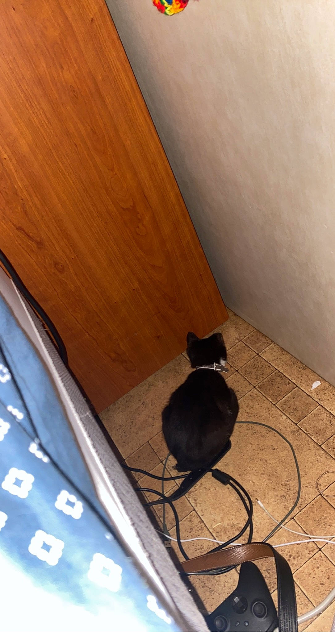 Jane joined the competition — help win amazing prizes! audio_equipment, black_cat, carnivore, cat, ceiling, felidae, floor, flooring, gadget, hardwood, home_appliance, line, plywood, room, small_to_medium_sized_cats, tail, tints_and_shades, whiskers, wood, wood_stain