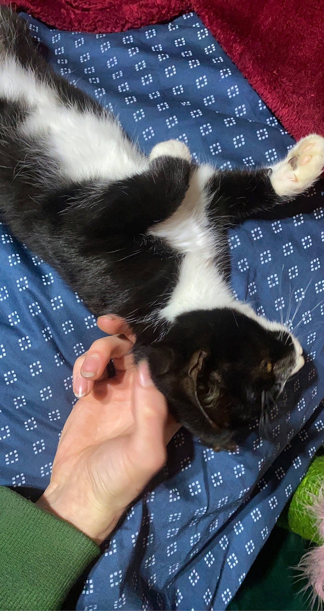 Jane joined the competition — help win amazing prizes! carnivore, cat, claw, comfort, domestic_short_haired_cat, electric_blue, felidae, fur, gesture, lap, nail, pattern, small_to_medium_sized_cats, tail, thumb, vertebrate, whiskers, wrist