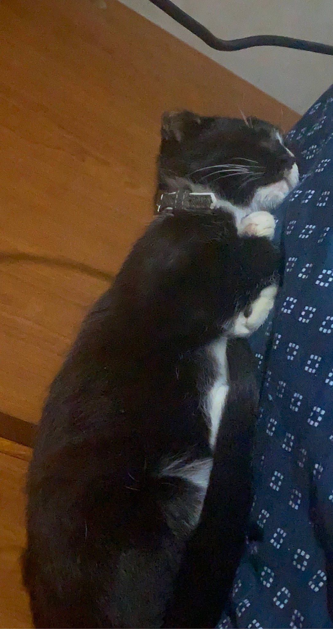 Jane joined the competition — help win amazing prizes! carnivore, cat, dog_breed, domestic_short_haired_cat, felidae, flooring, foot, fur, grey, hardwood, human_leg, paw, shadow, small_to_medium_sized_cats, snout, tail, terrestrial_animal, whiskers, wood