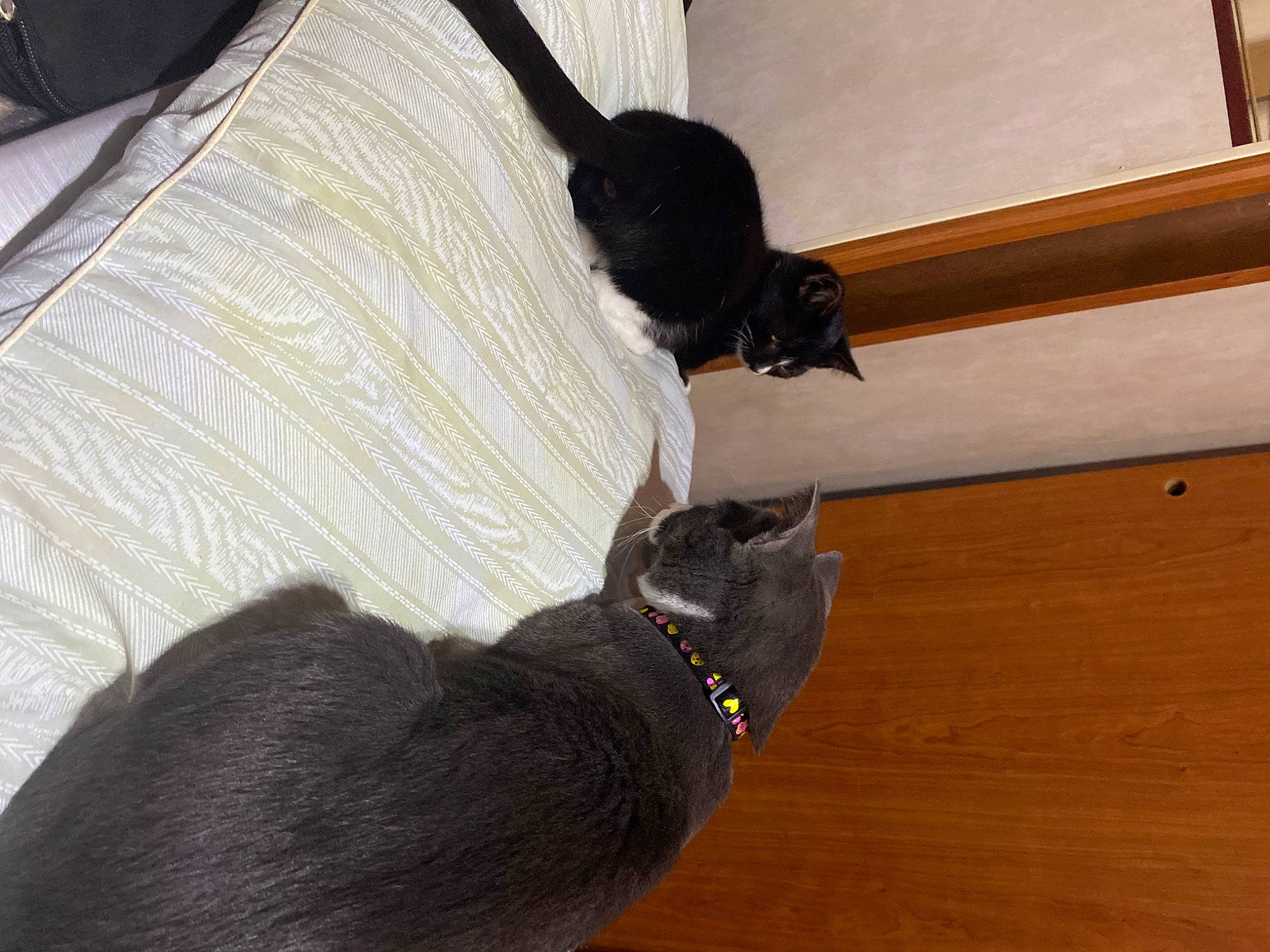 Jane joined the competition — help win amazing prizes! black_cat, carnivore, cat, cat_supply, collar, comfort, dog_breed, domestic_short_haired_cat, felidae, flooring, fur, hardwood, mammal, pet_supply, small_to_medium_sized_cats, tail, vertebrate, whiskers, wood, wood_stain