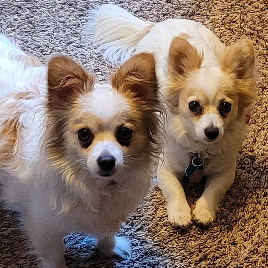 Gizmo And Stella joined the competition — help win amazing prizes! animal, canine, chihuahua, cockerspaniel, dog, door, eskimodog, hardwood, homedecor, mat, papillon, pet, poodle, puppy, rock, slate, snout, terrier, whitedog, wood