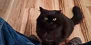 Snoop Cat is registered to the contest to win money with this photo: cat, black_cat, pet, animal, indoor, wood_floor, jeans, sneakers, blue_pet_bed, furry, looking_up, domestic_animal, cute, fluffy, yellow_eyes, person_legs, cozy, flooring, home, companion