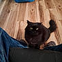 cat, black_cat, pet, animal, indoor, wood_floor, jeans, sneakers, blue_pet_bed, furry, looking_up, domestic_animal, cute, fluffy, yellow_eyes, person_legs, cozy, flooring, home, companion