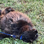 Snoop Cat joined the competition — help win amazing prizes! dog, black_dog, grass, outdoor, leash, playful, fluffy, pet, nature, greenery, animal, collar, relaxed, canine, fur, ground, summer, daylight, resting, rolling