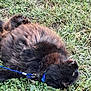 dog, black_dog, grass, outdoor, leash, playful, fluffy, pet, nature, greenery, animal, collar, relaxed, canine, fur, ground, summer, daylight, resting, rolling